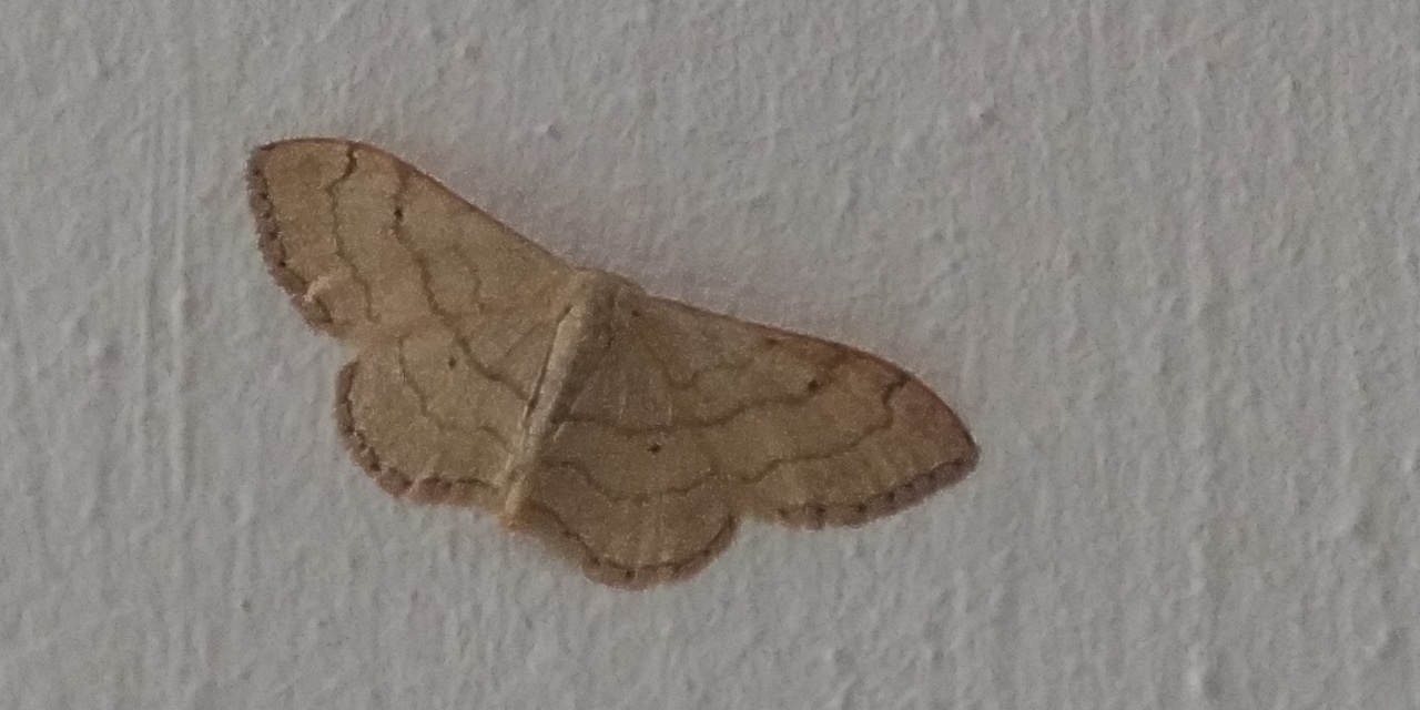 Idaea deversaria - egyszínű sávosaraszoló