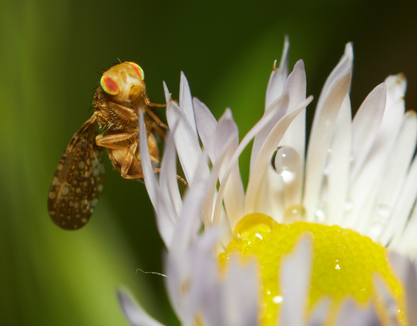 Tephritidae - fúrólégyfélék