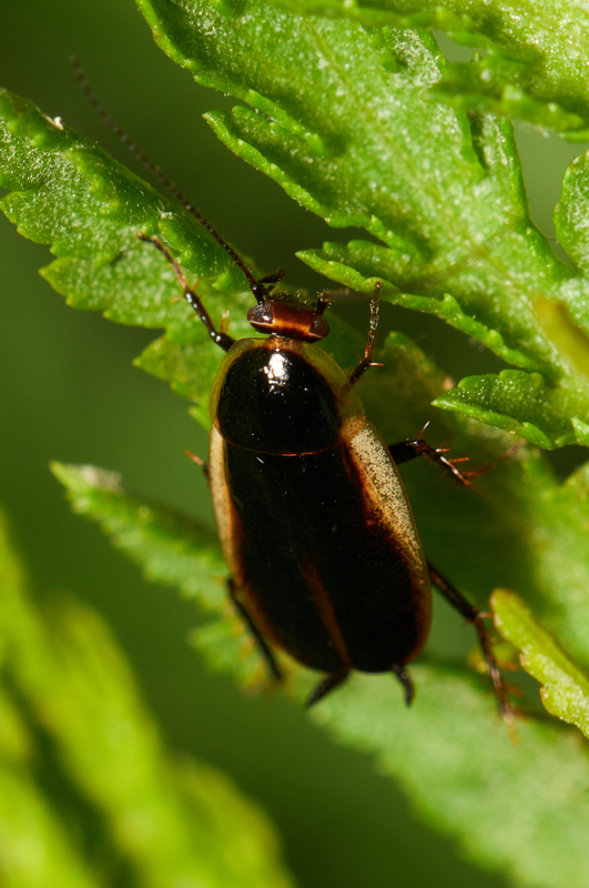 Phyllodromica hungarica - magyar avarcsótány