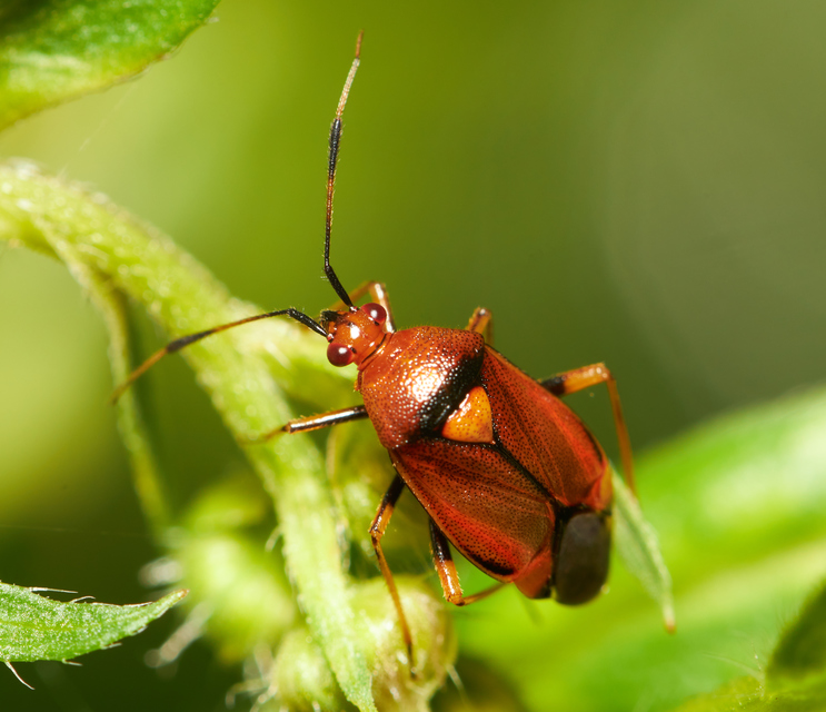 Deraeocoris ruber - vöröses mezeipoloska