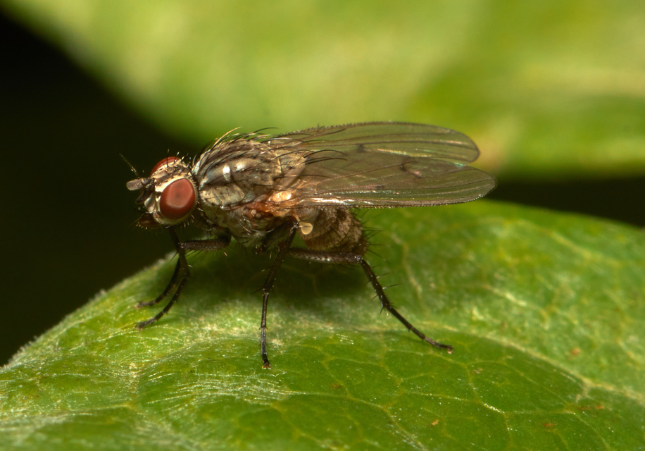 Muscidae - igazi legyek