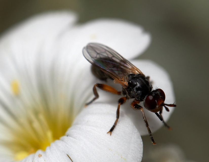 Thecophora