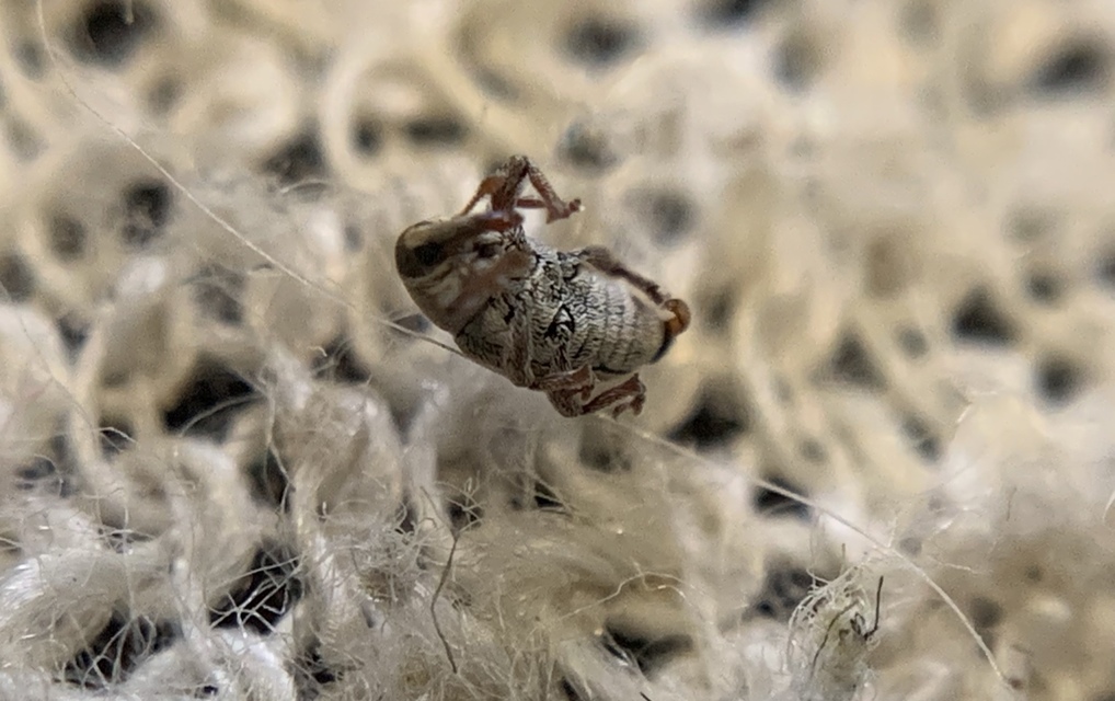 Tychius stephensi - rétihere-tímárormányos