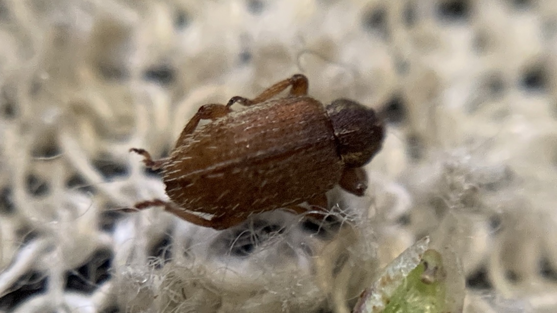 Hypera nigrirostris - pompás pikkelyesormányos