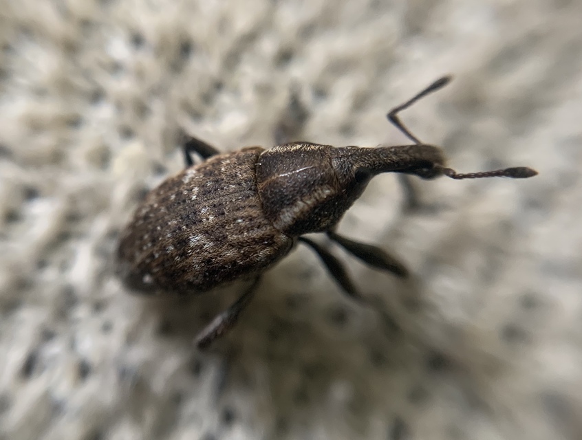 Lepyrus capucinus - pettyes fűzormányos