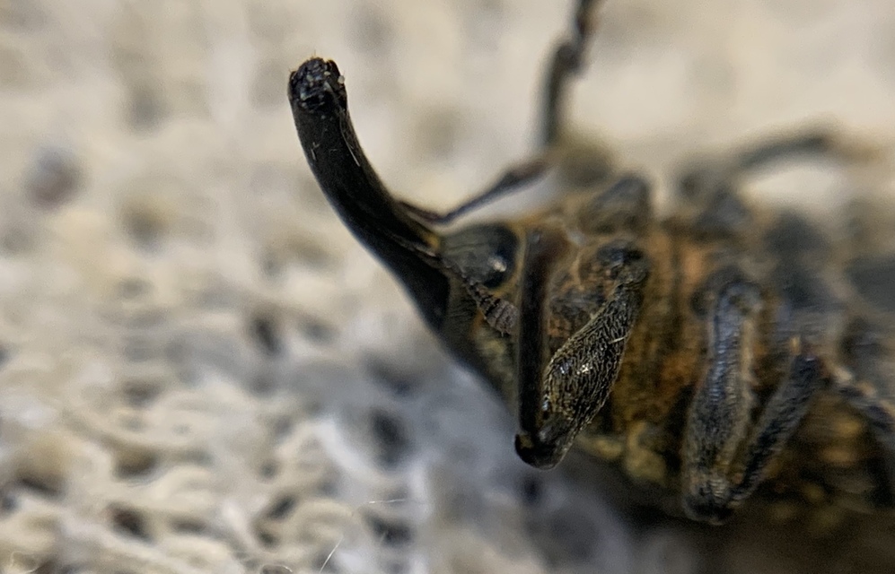 Larinus sturnus - aszat-púderbarkó