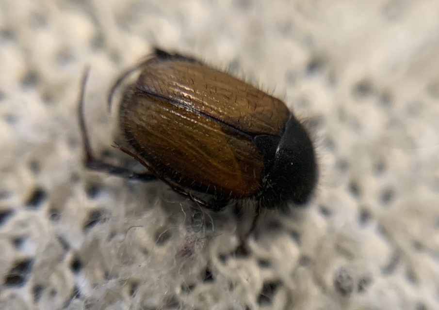 Omaloplia nigromarginata - szegélyes kiscserebogár