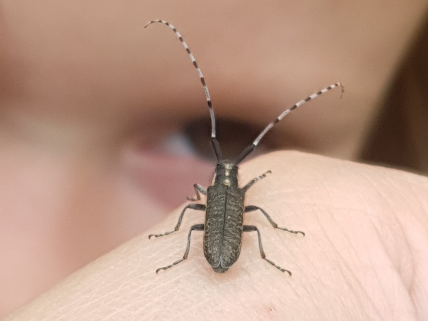 Agapanthia villosoviridescens - fehérgyűrűs bogáncscincér