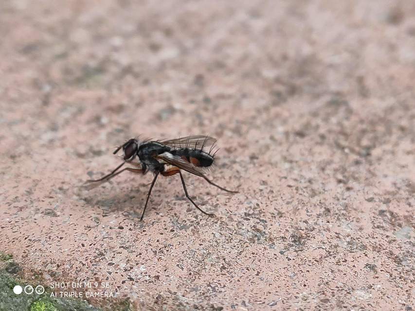 Mintho rufiventris
