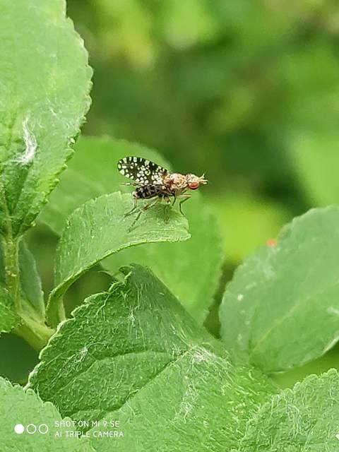 Trypetoptera punctulata - pirosszemű szarvaslégy