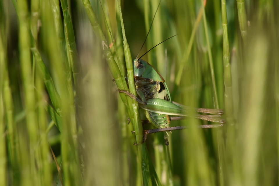 Decticus verrucivorus - szemölcsevő szöcske