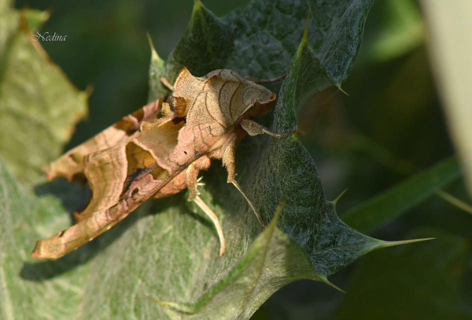 Phlogophora meticulosa - vándorló csipkésbagoly
