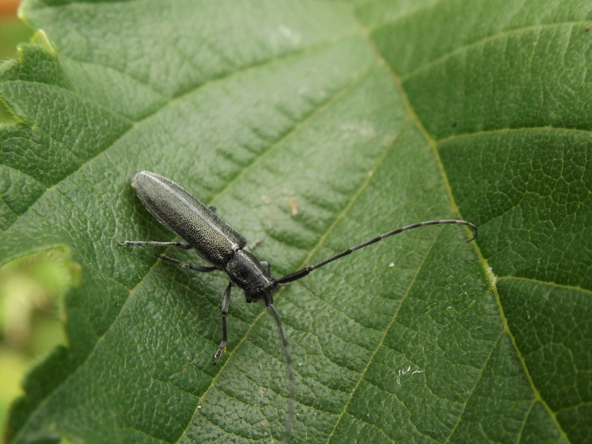 Agapanthia cardui - sávos bogáncscincér