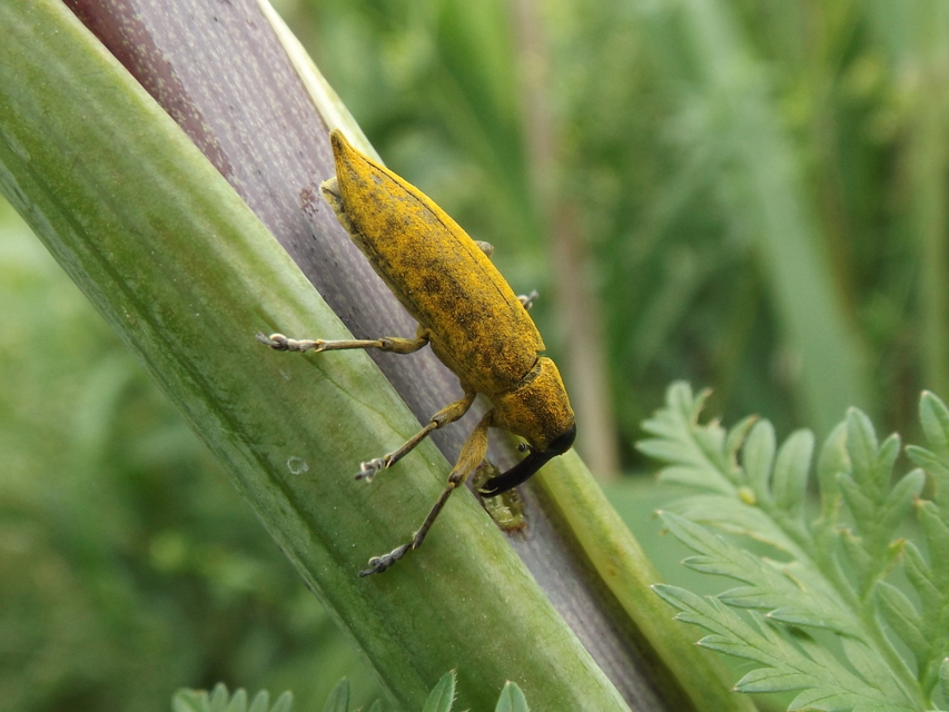 Lixus iridis - bürökfúró dudvabarkó