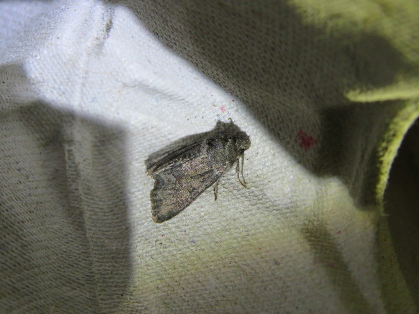 Oligia strigilis/latruncula/versicolor