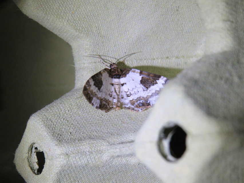 Melanthia procellata - hullámos tarkaaraszoló