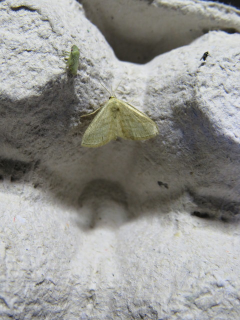 Scopula virgulata - vesszős sávosaraszoló