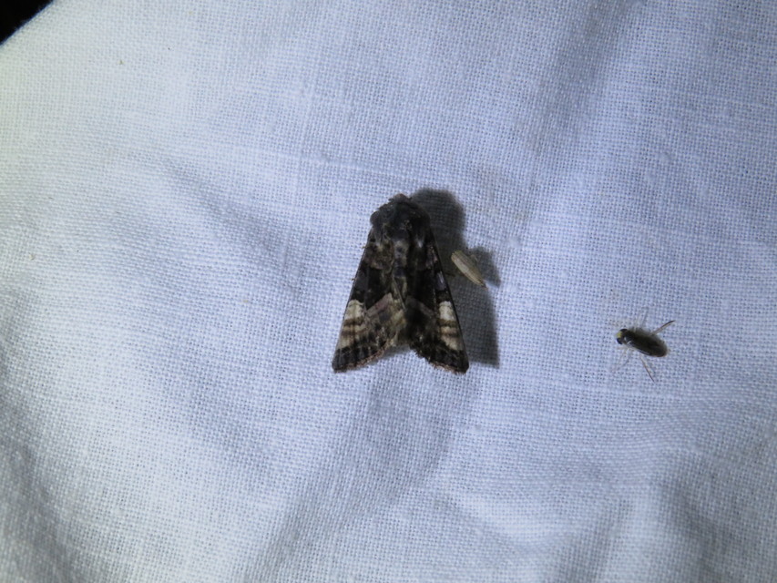 Euplexia lucipara - szeder-csipkésbagoly