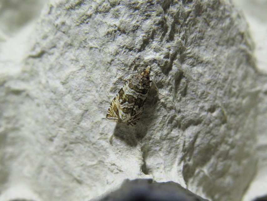 Celypha rivulana - dudvasodró tükrösmoly