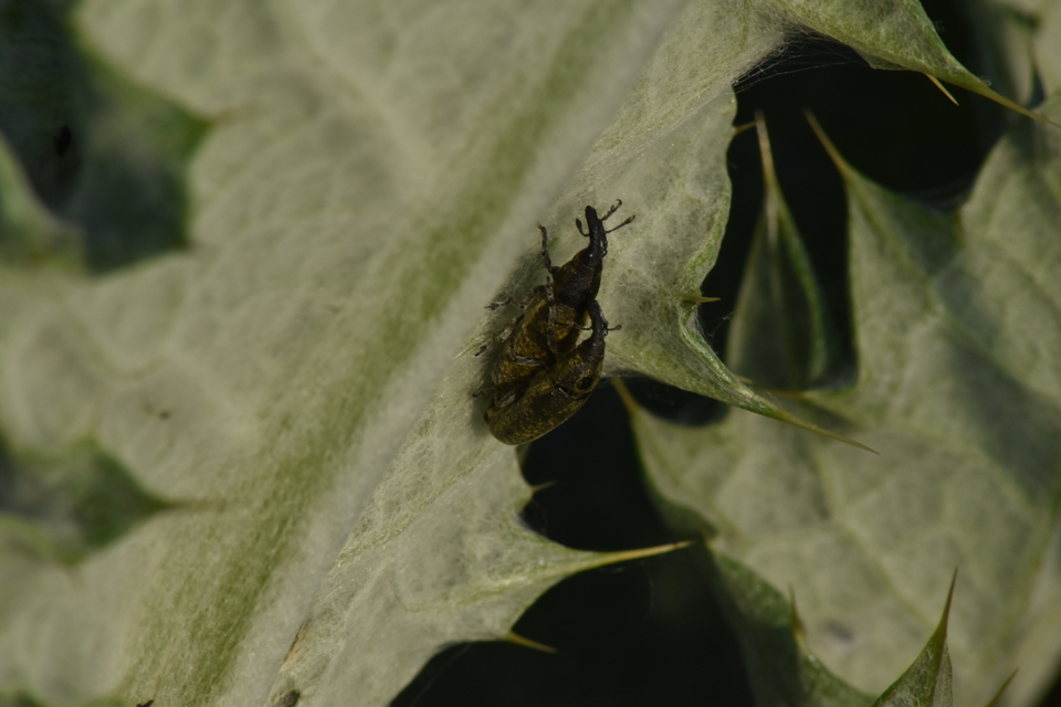 Lixus cardui/filiformis