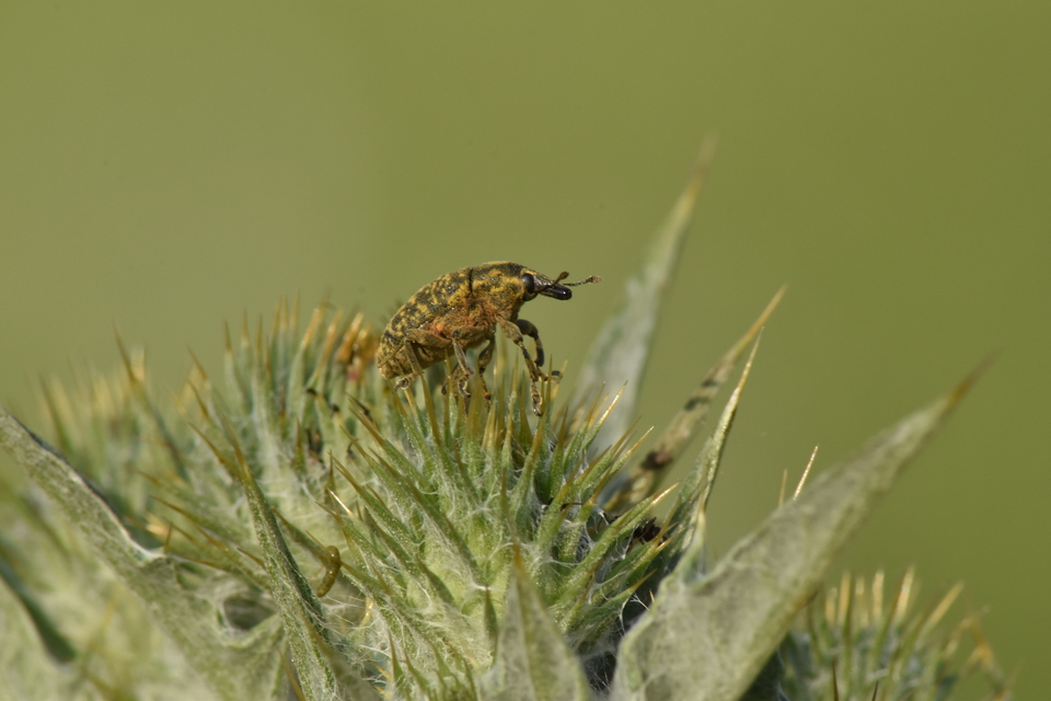 Larinus turbinatus - kúposorrú púderbarkó