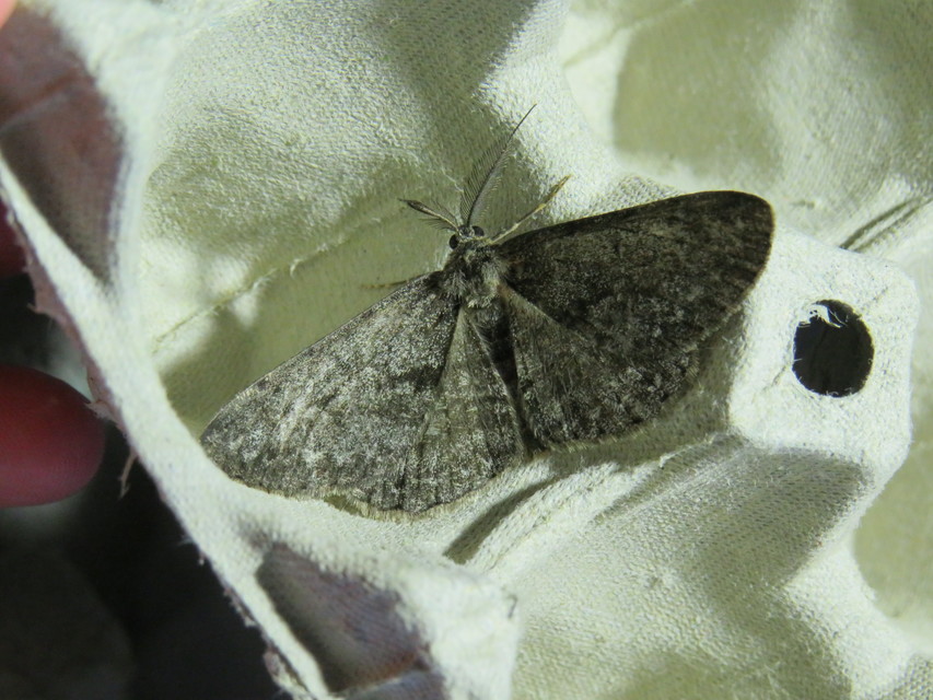 Hypomecis roboraria - nagy tölgyfaaraszoló