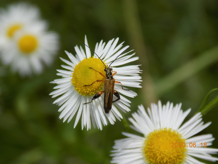 Oedemera podagrariae - székfű-álcincér
