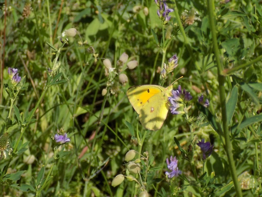 Colias croceus - sáfránylepke