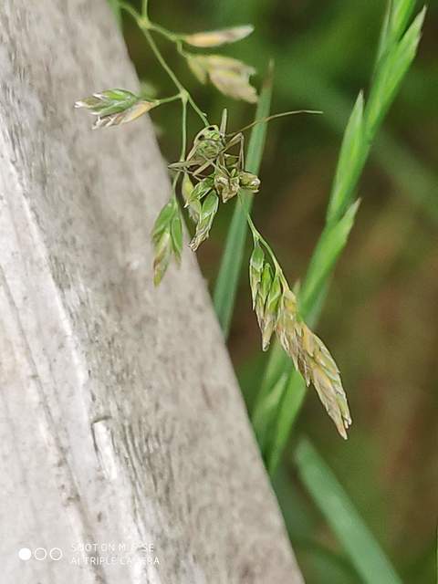 Stenotus binotatus - kétfoltos mezeipoloska