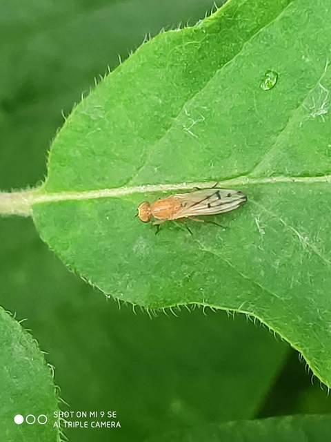 Opomyza florum