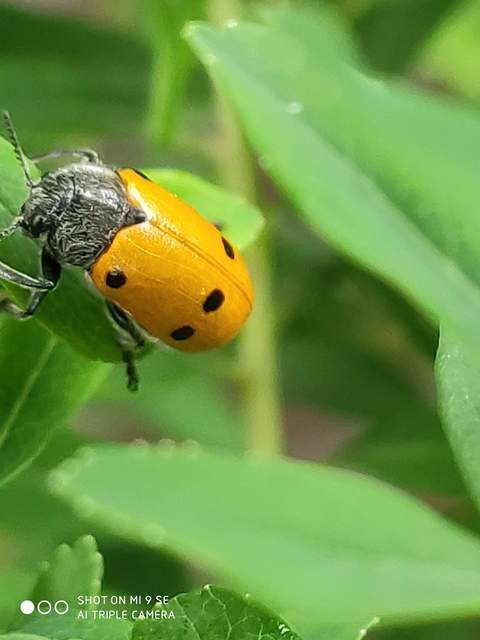Lachnaia sexpunctata - szőrösnyakú zsákhordóbogár
