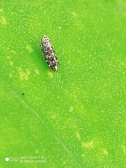Errastunus ocellaris