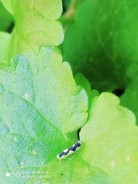 Eupteryx vittata