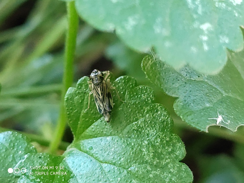 Evacanthus acuminatus