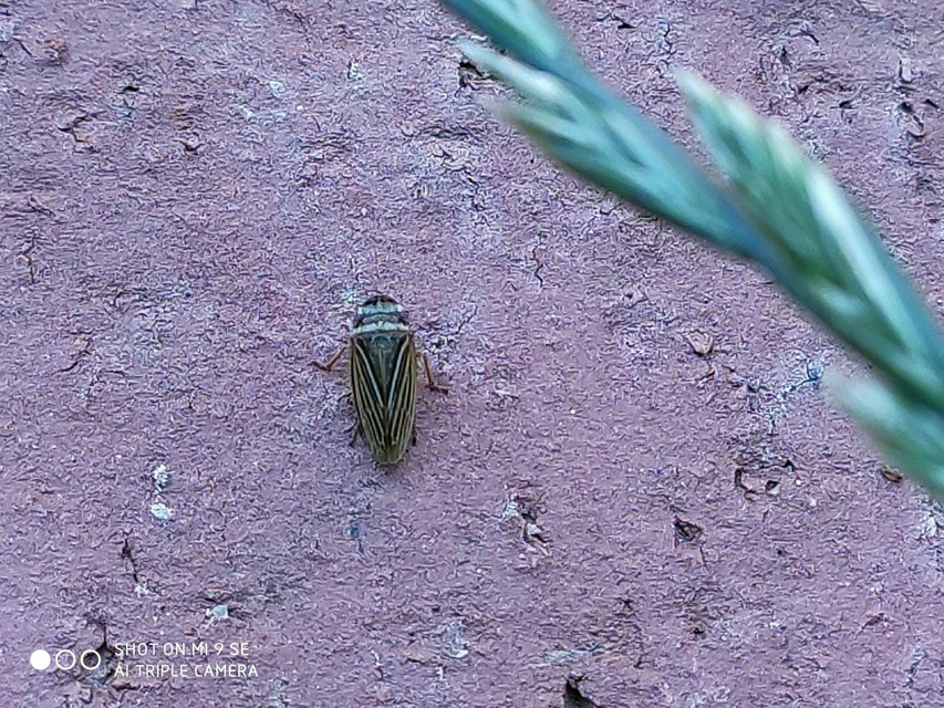 Aphrodes makarovi