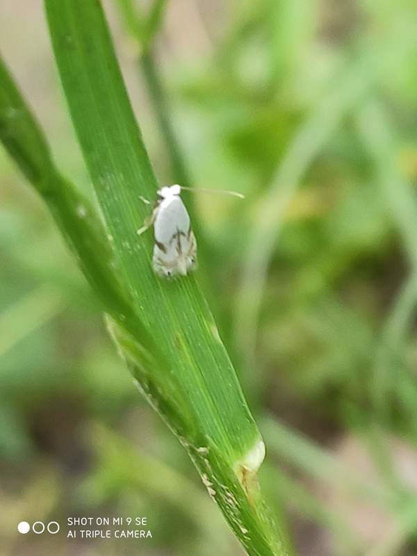 Pseudopostega crepusculella - tarka aprómoly