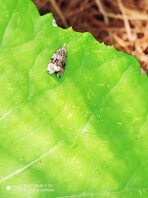 Celypha lacunana - vízparti tükrösmoly