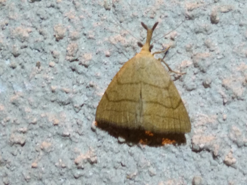 Polypogon tentacularia - sötétaljú karcsúbagoly