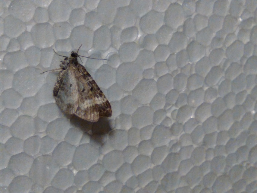 Perizoma alchemillata - árvacsalán-araszoló