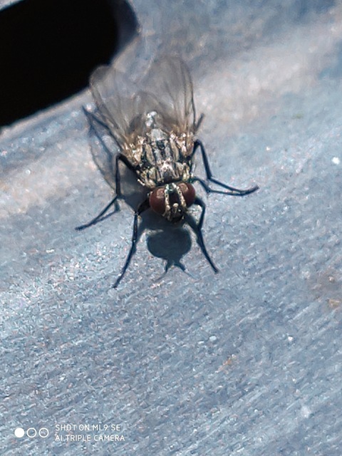 Muscidae - igazi legyek