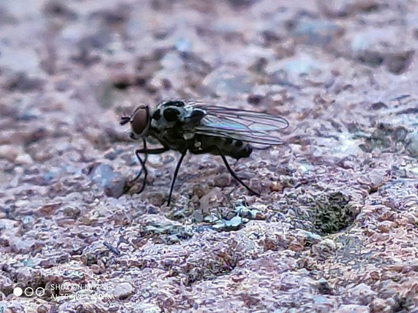 Anthomyia