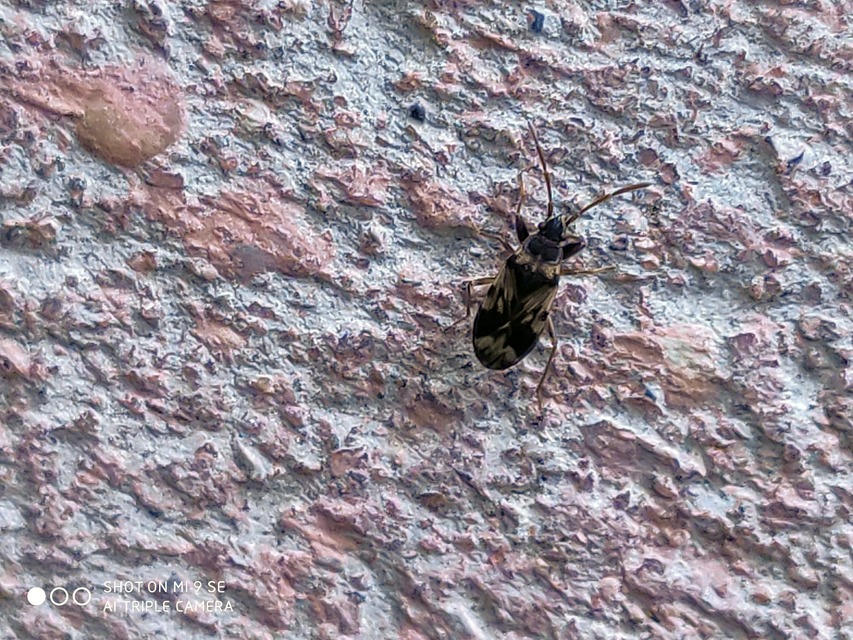 Scolopostethus pictus Scolopostethus pictus