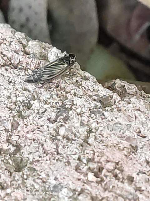 Evacanthus acuminatus