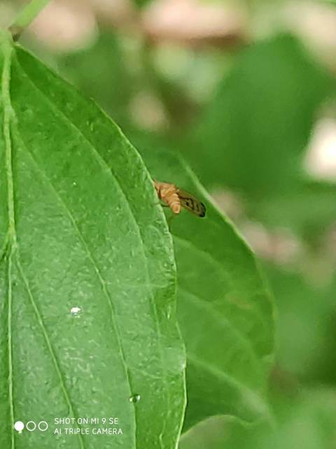 Opomyza florum