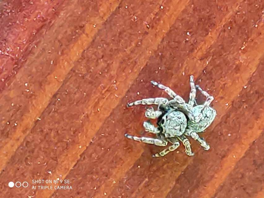 Attulus pubescens - bozontos ugrópók