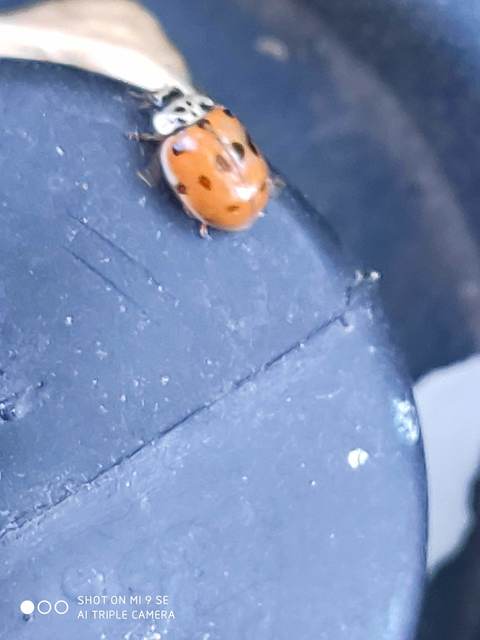 Adalia decempunctata - tízpettyes katica