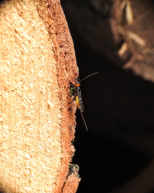Braconidae - gyilkosfürkészek