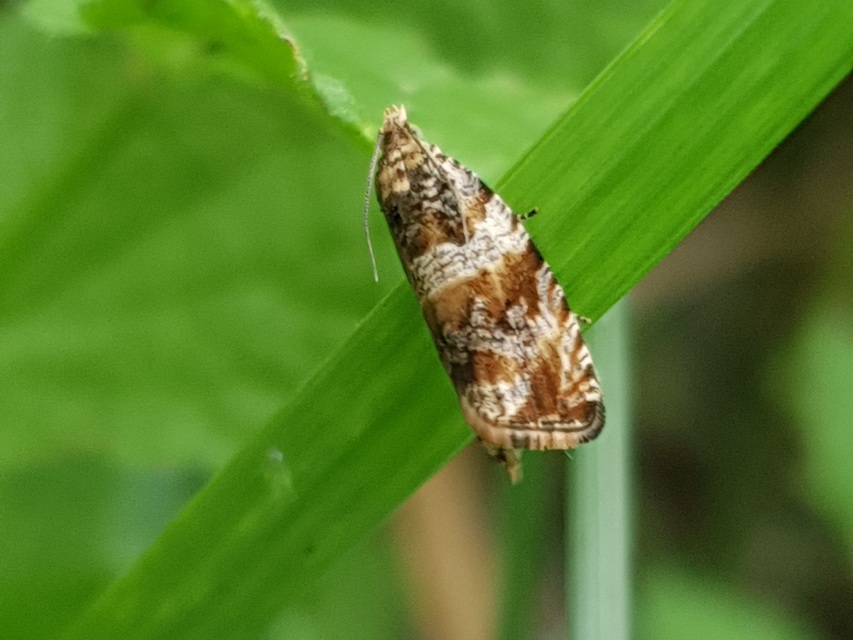 Celypha flavipalpana - öthorgú tükrösmoly