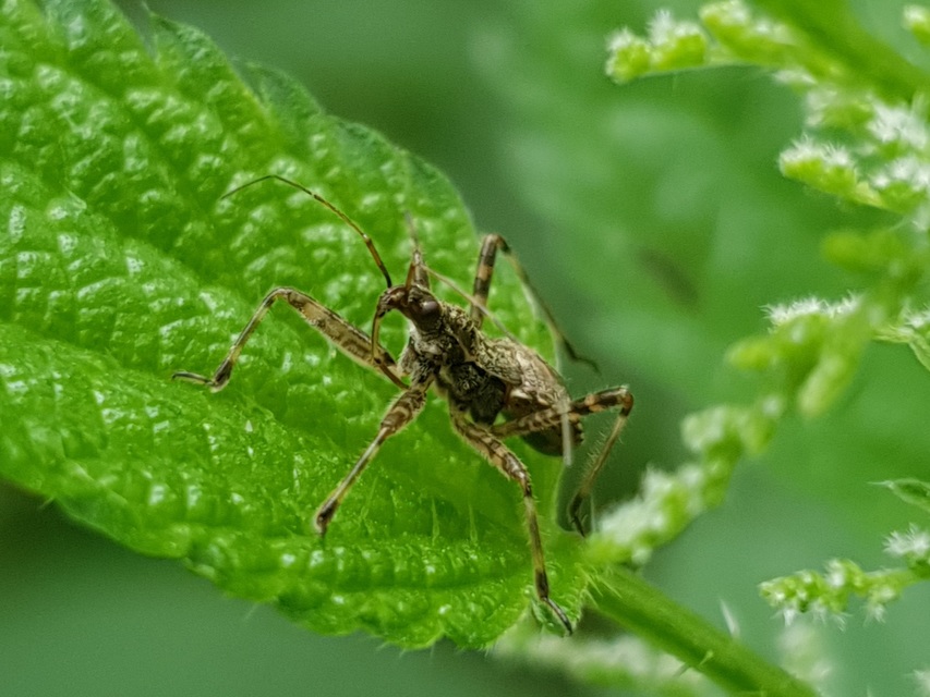Himacerus