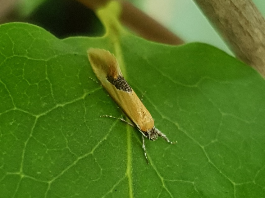 Batia internella/lambdella